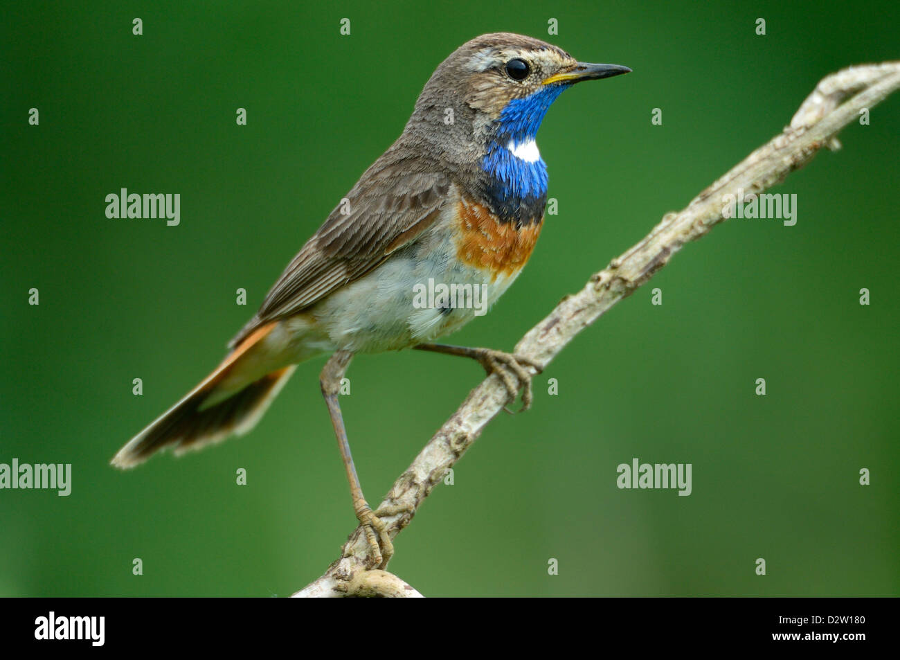 Blaukehlchen, Maennchen (Luscinia svecica) Blue throat, male • Bayern, Deutschland Stock Photo