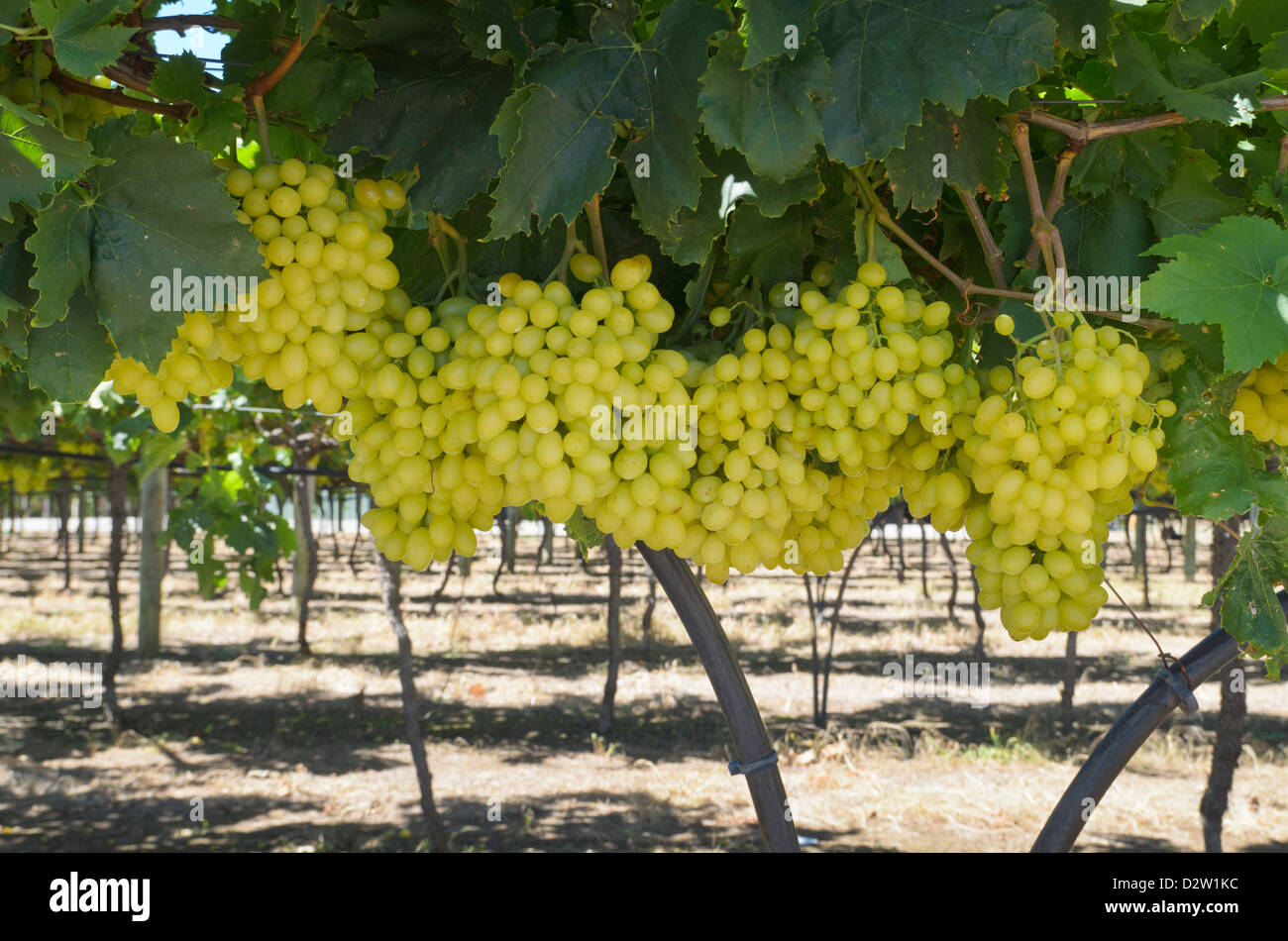 Bunches of grapes shaded from the sun in the Swan Valley on the