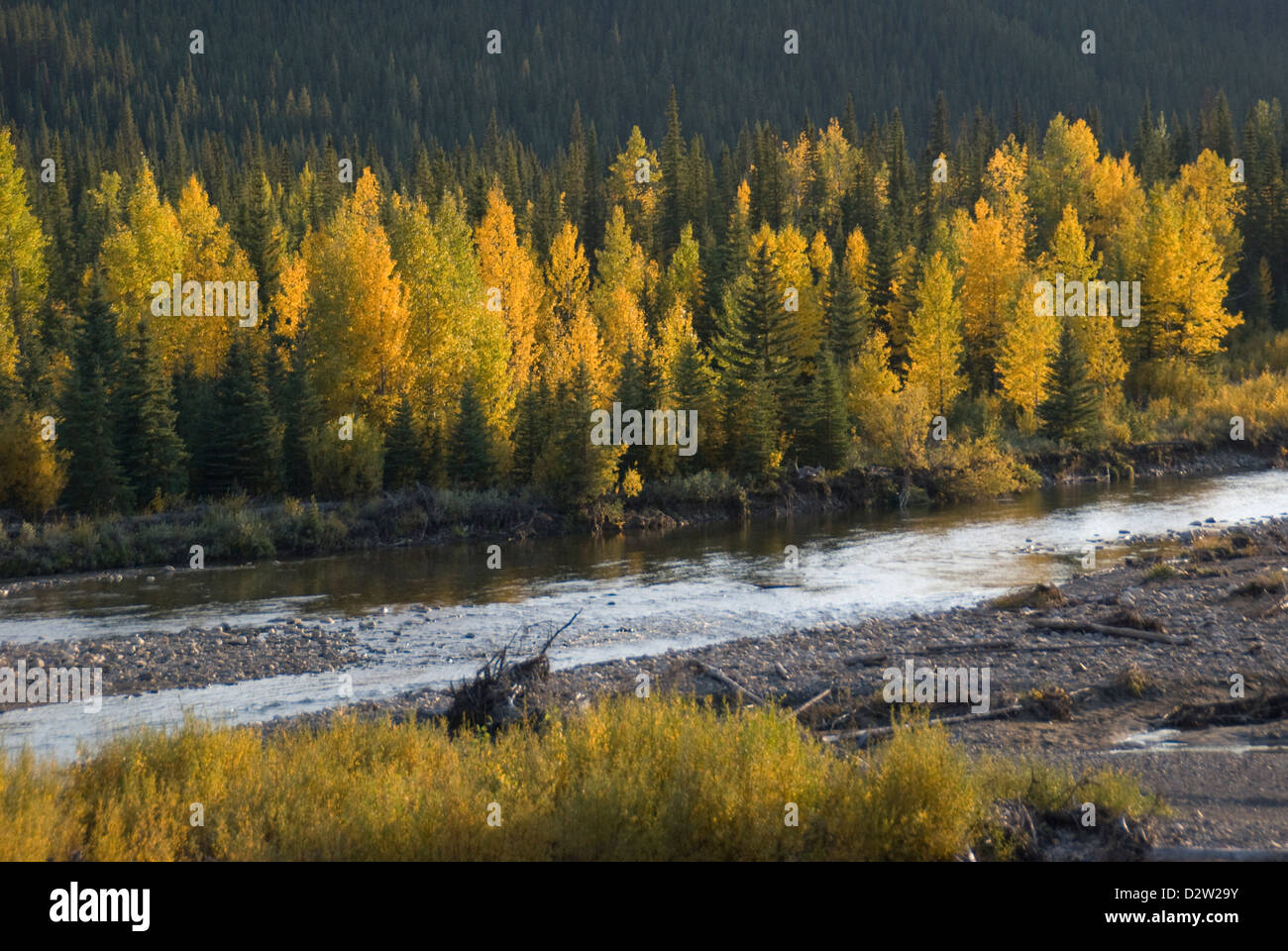 Fall color, Central Alberta,Canada Stock Photo Alamy