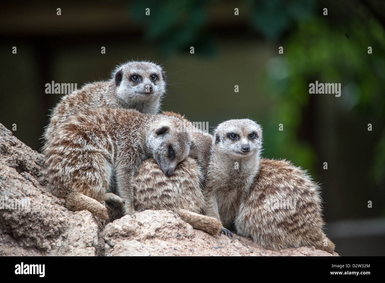 A meerkat family huddle together ever watchful for predators Stock Photo