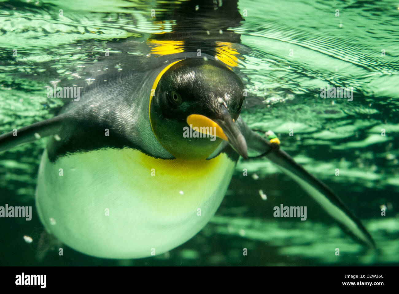 Close-up underwater photograph of a king penguin swimming. Stock Photo