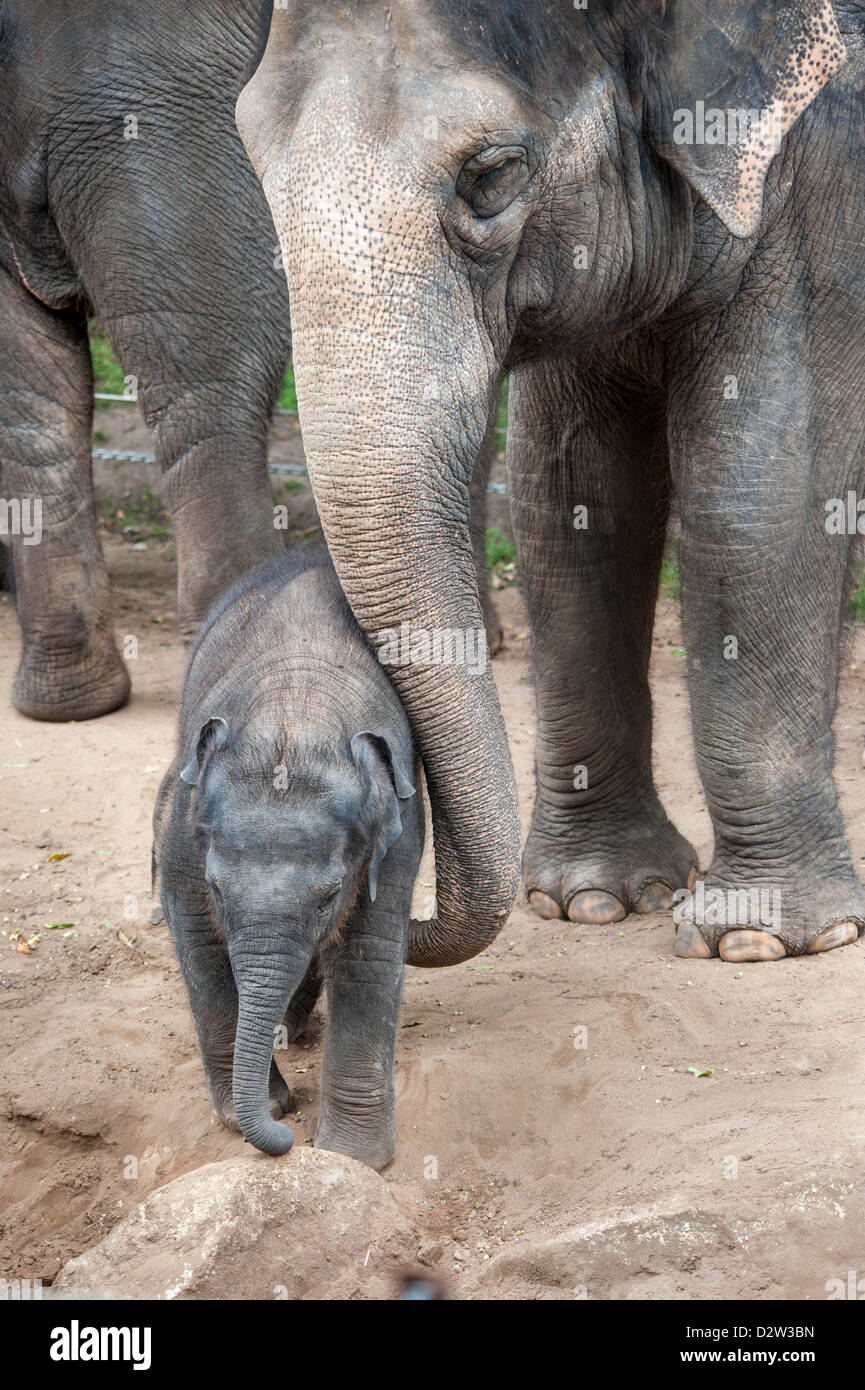 A baby elephant calf is attended by one of the females in its family group Stock Photo