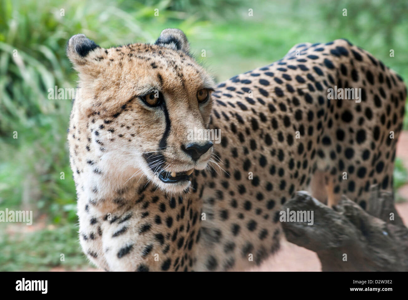 A close-up photograph of a cheetah gazing into the distance looking for prey Stock Photo