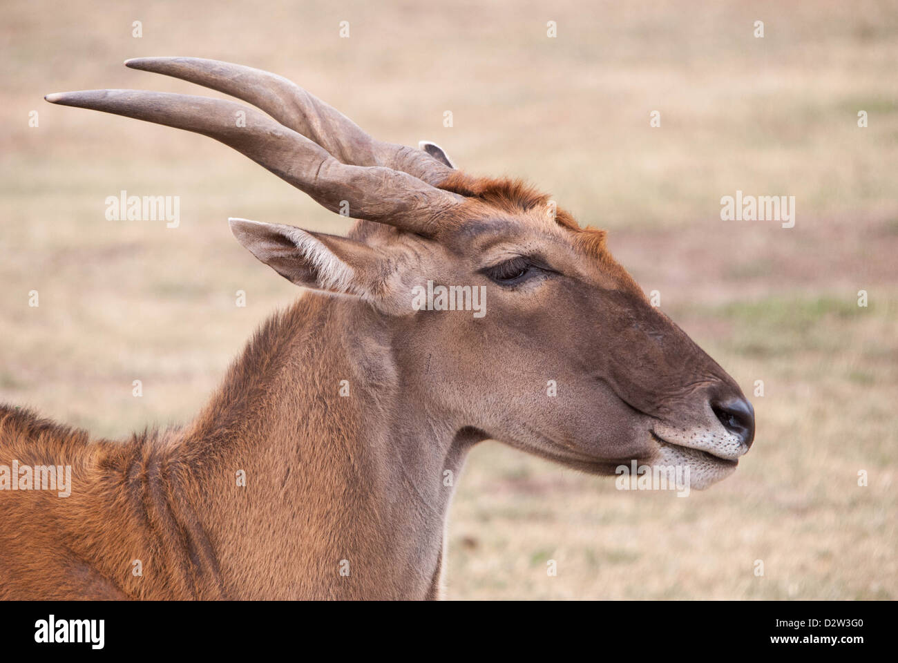 A head and shoulders shot of the eland with its spiral horns Stock