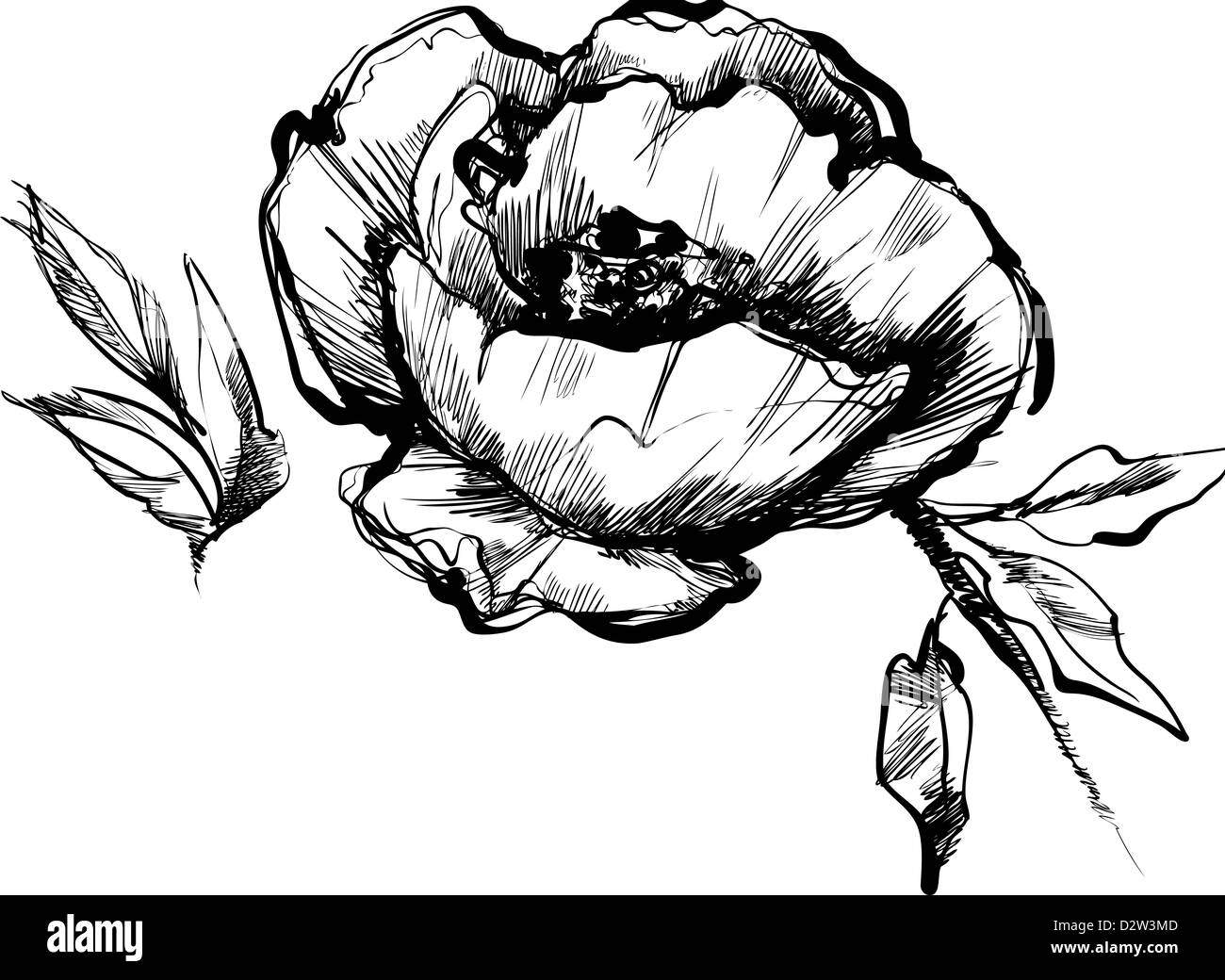 a sketch of bud of flower of peony Stock Photo
