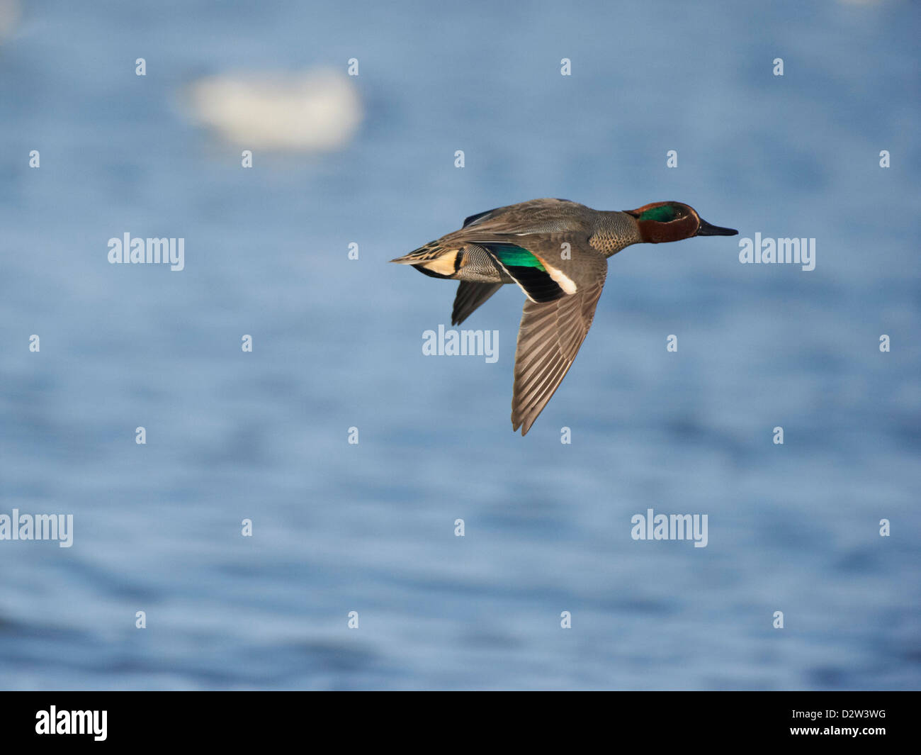 Teal in flight Stock Photo