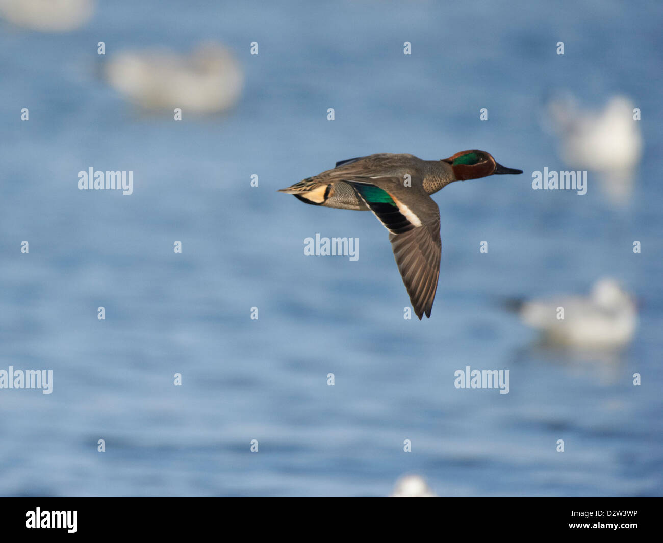 Teal in flight Stock Photo