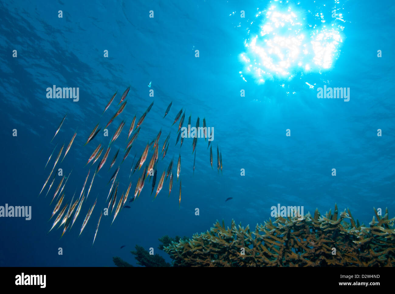 Sea of Floating Daggers Stock Photo
