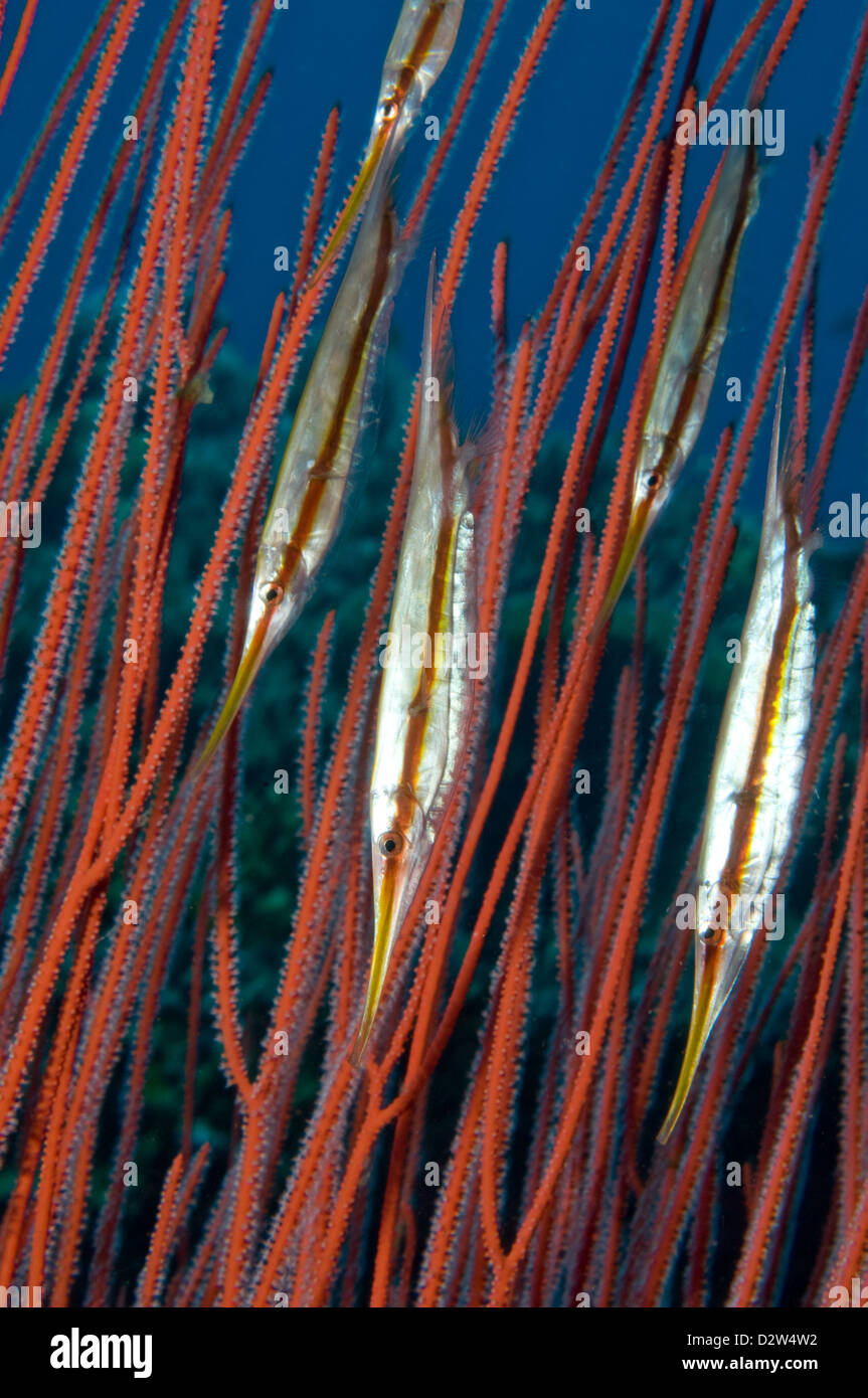 Razorfish (Aeoliscus strigatus), “Susan’s Reef,” Kimbe Bay, New Britain, Papua New Guinea Stock Photo