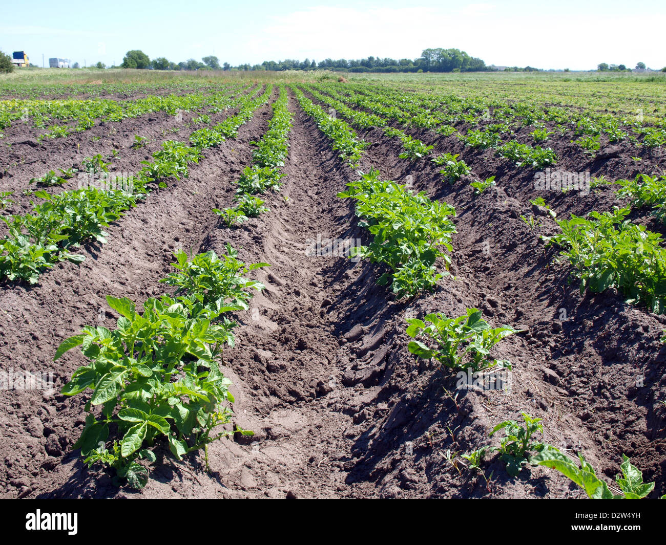 Country field with potato plants furrows Stock Photo