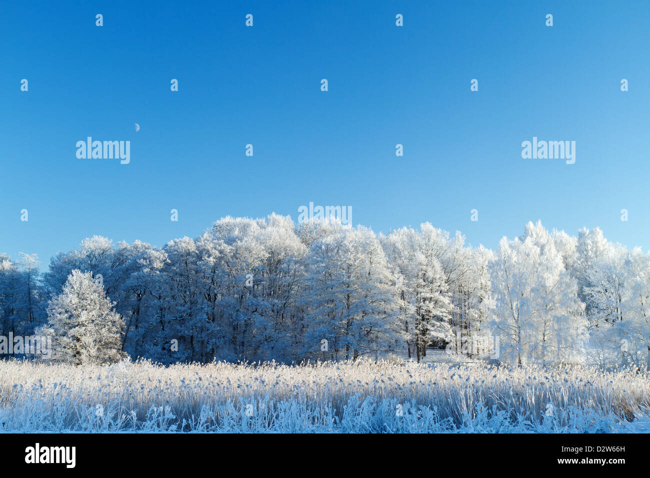 Beautiful cold, frosty, sunny winter day in Sweden. Trees covered with frost. Moon visible. Stock Photo