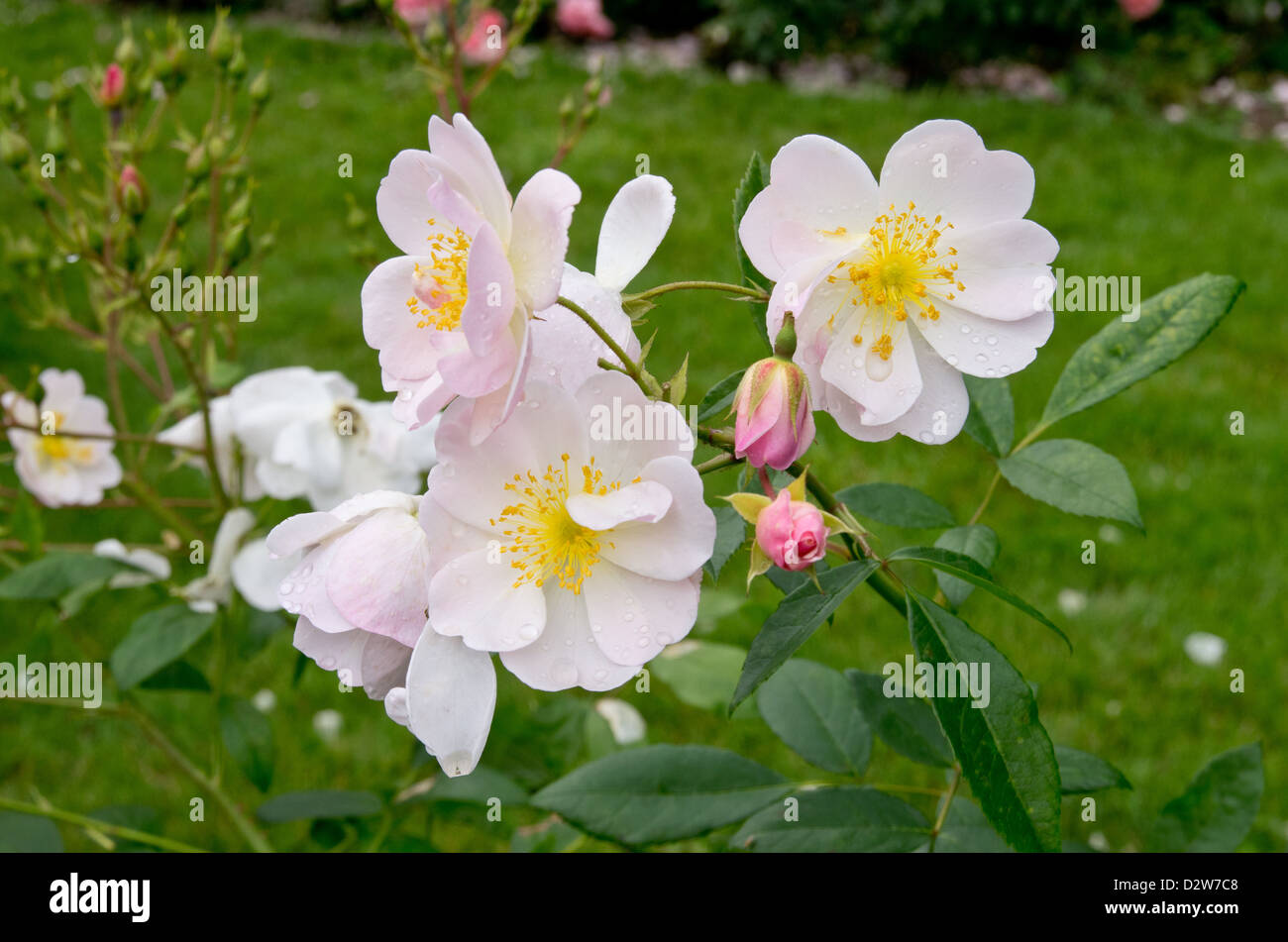 Rose Mme Laurette Messimy Stock Photo Alamy Rose Mme Laurette Messimy Stock Photo Alamy