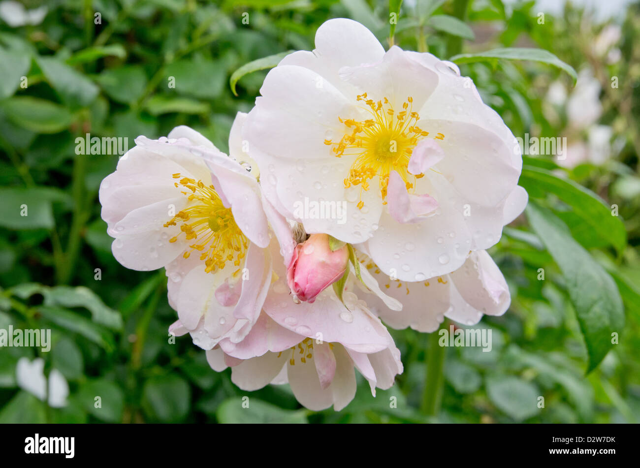 Rose Mme Laurette Messimy Stock Photo Alamy Rose Mme Laurette Messimy Stock Photo Alamy