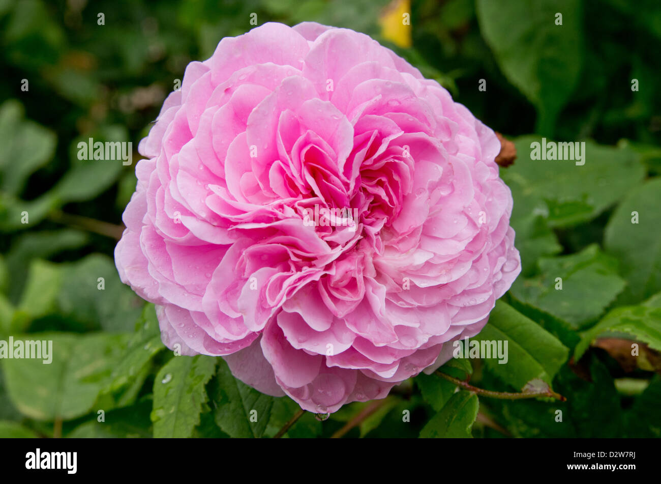 Rose Comte de Chambord Stock Photo