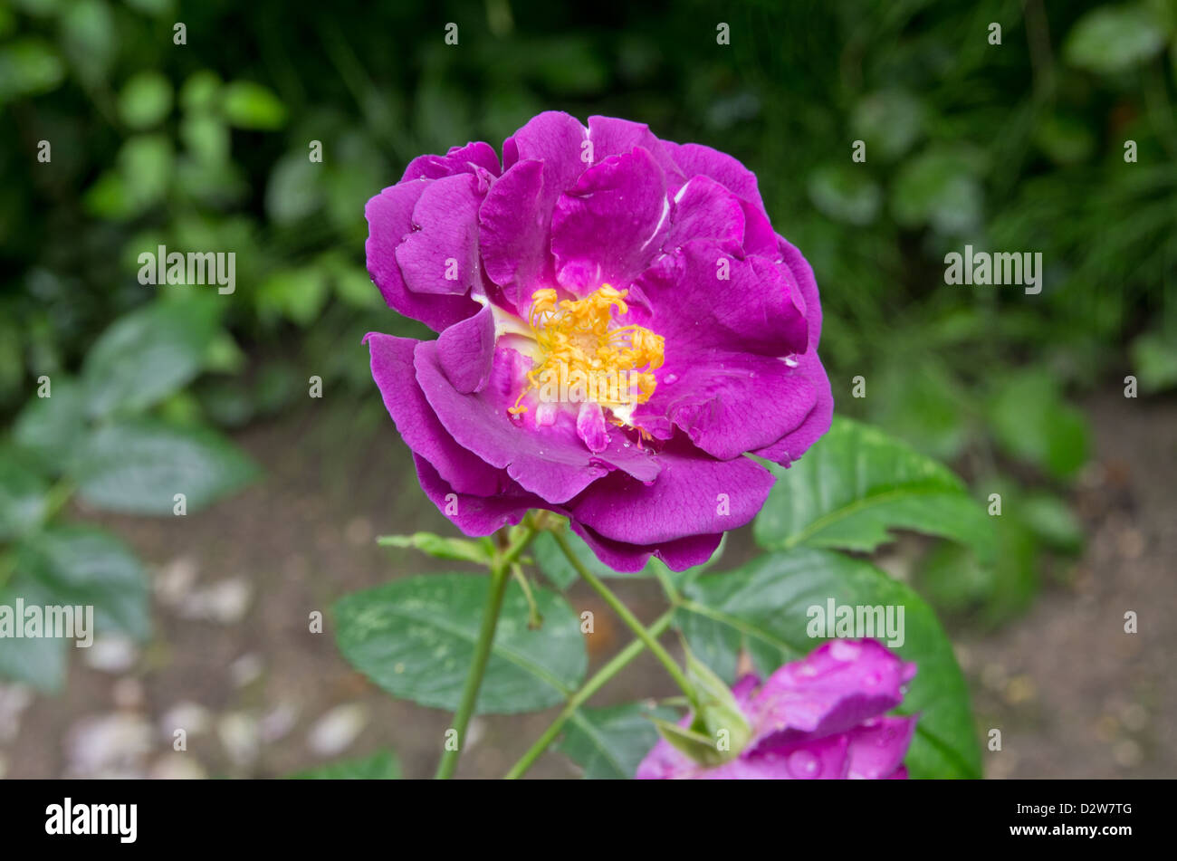 Rose rhapsody in blue hi-res stock photography and images - Alamy