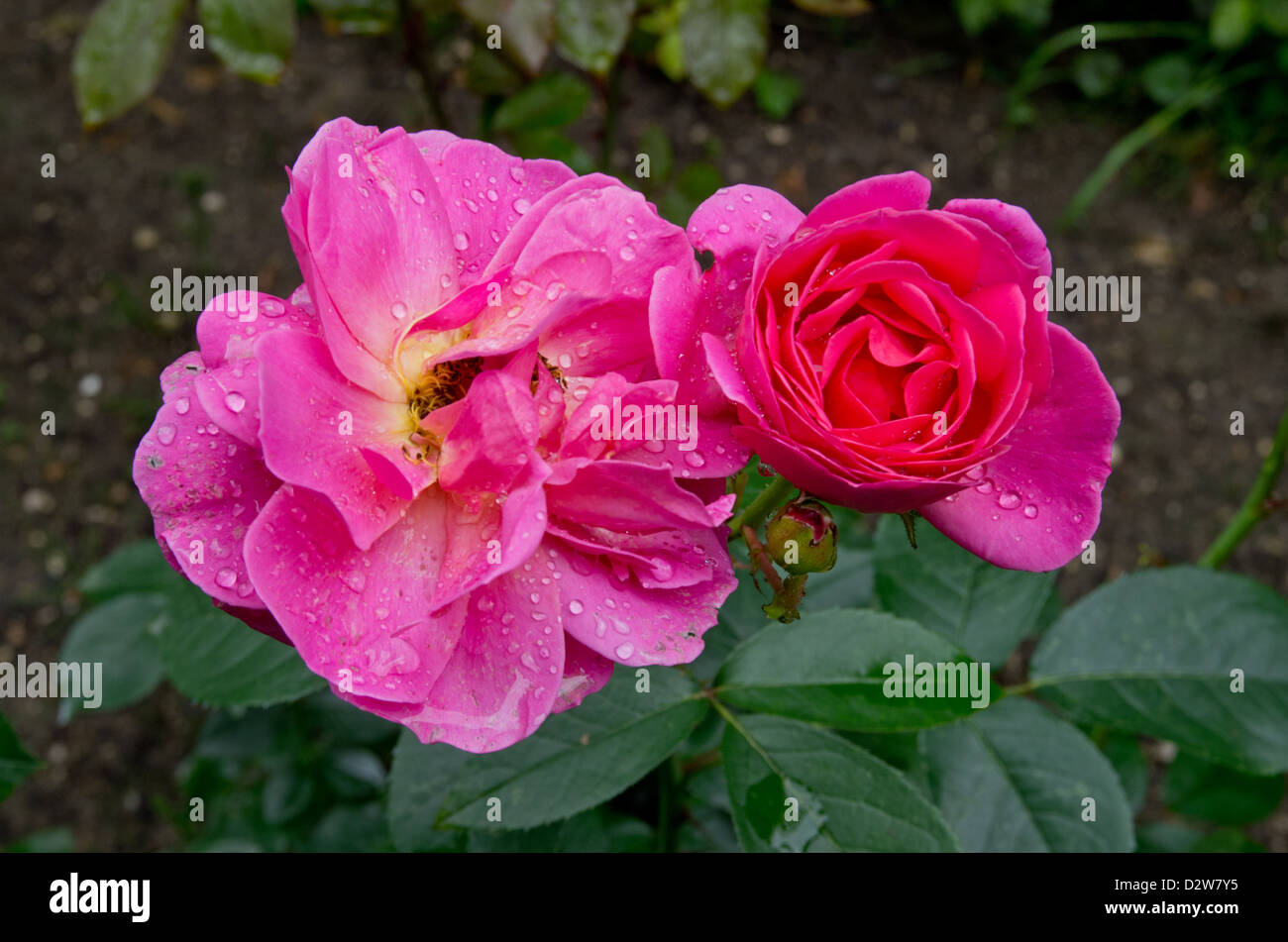 Rose Generation Jardin Stock Photo