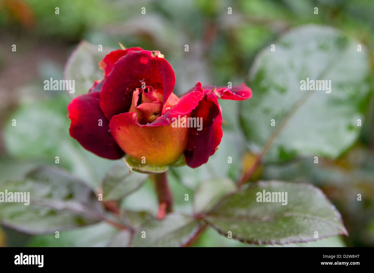 Rose Eddy Mitchell aka Dark Night Stock Photo - Alamy