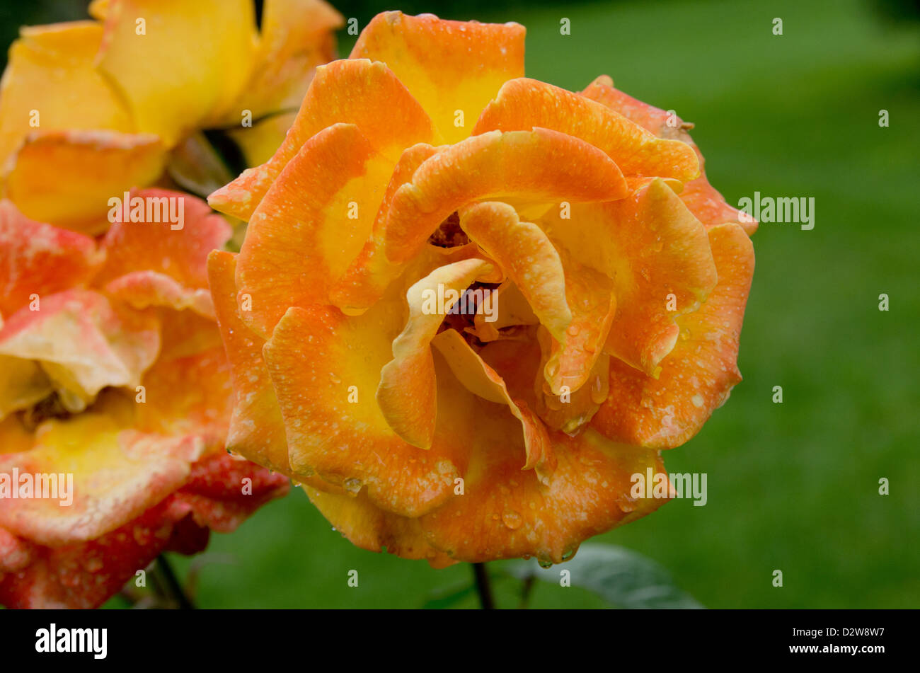 Rose Soleil du Monde Stock Photo