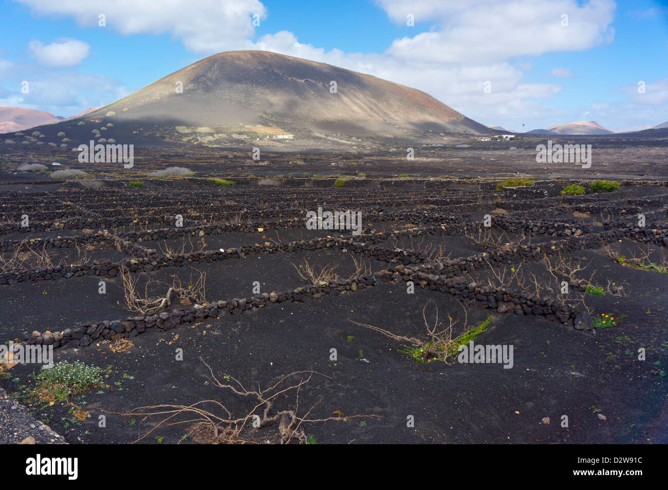 Lanzarote Canary Island. Bodegas Rubicon Roundabout trees wine red
