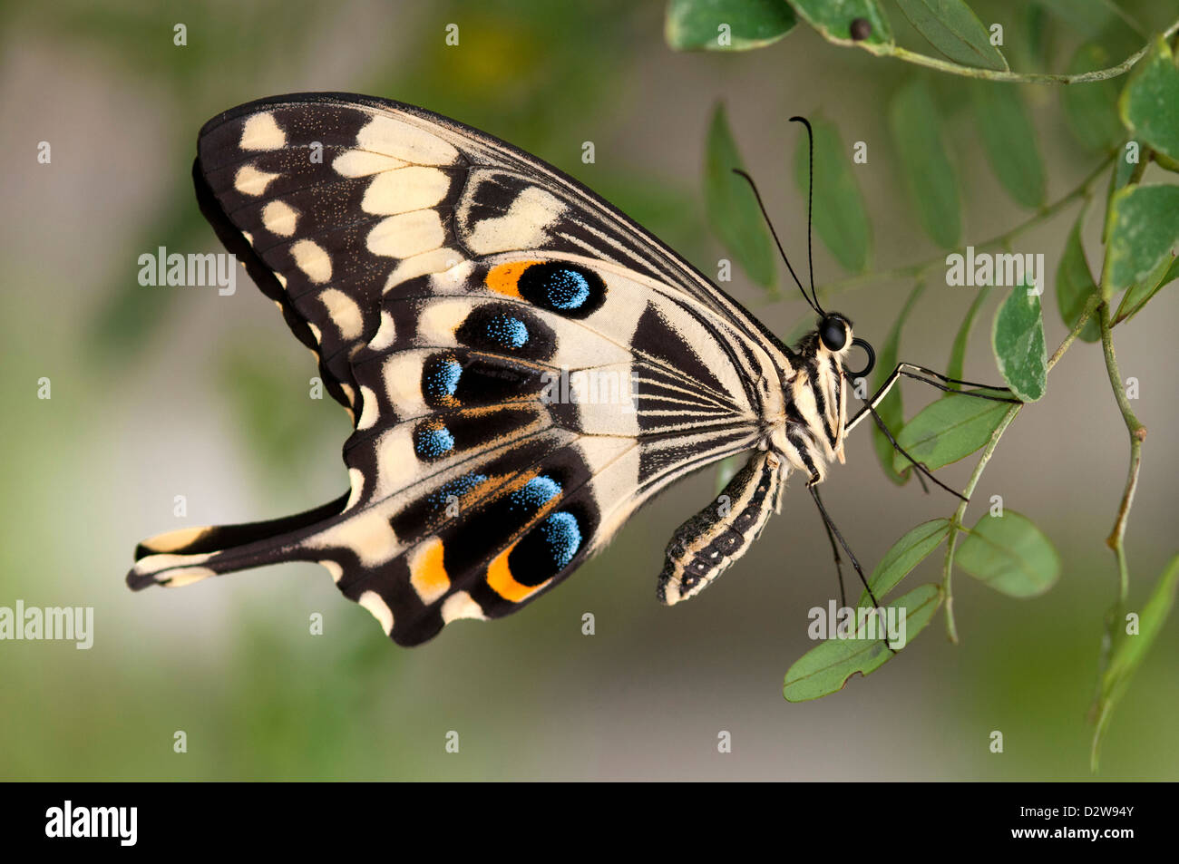 Emperor Swallowtail, Papilio ophidicephalus, Swallowtails (Papilionidae) Stock Photo