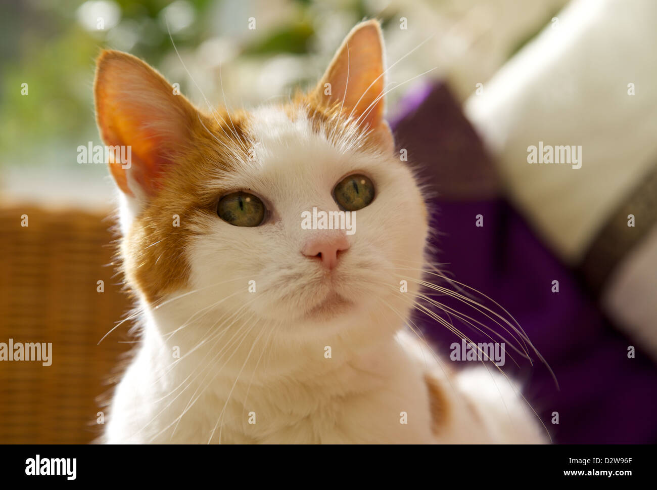 Close up of a pretty cat Stock Photo