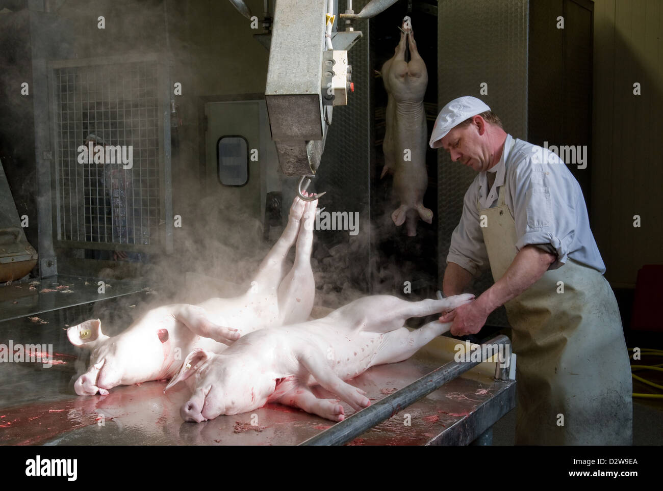 Neuruppin, Germany, pigs are hung for further processing on the legs Stock Photo