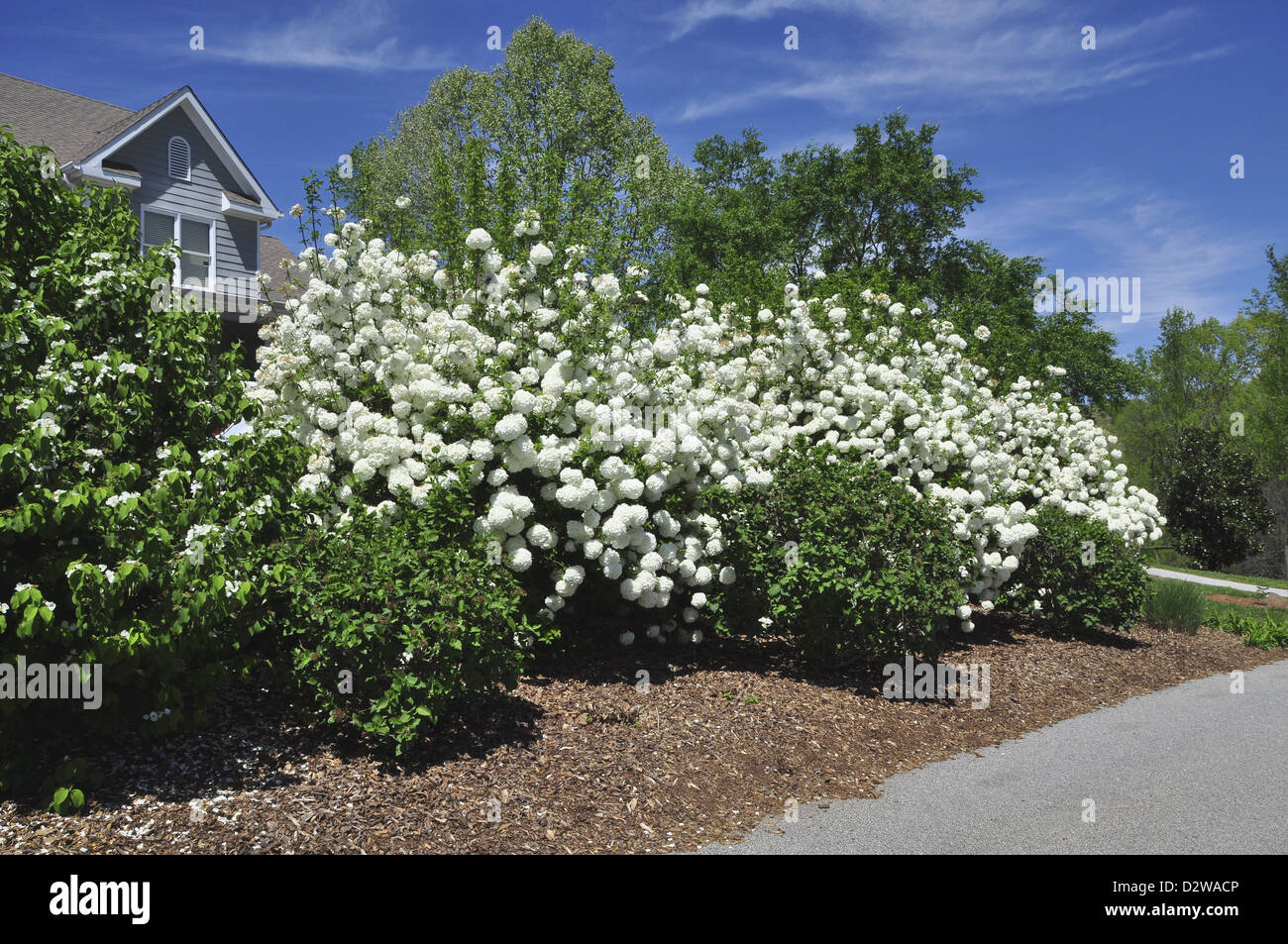 Snowball bush (Viburnum opulus Stock Photo Alamy