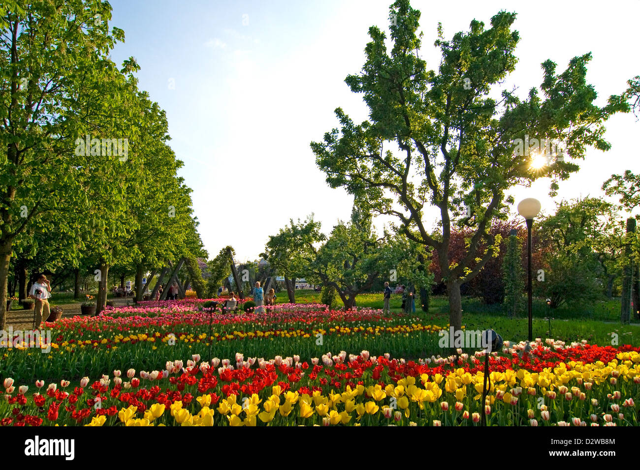Berlin, Germany, blooming tulips on the TulipaninBritz Garden Stock