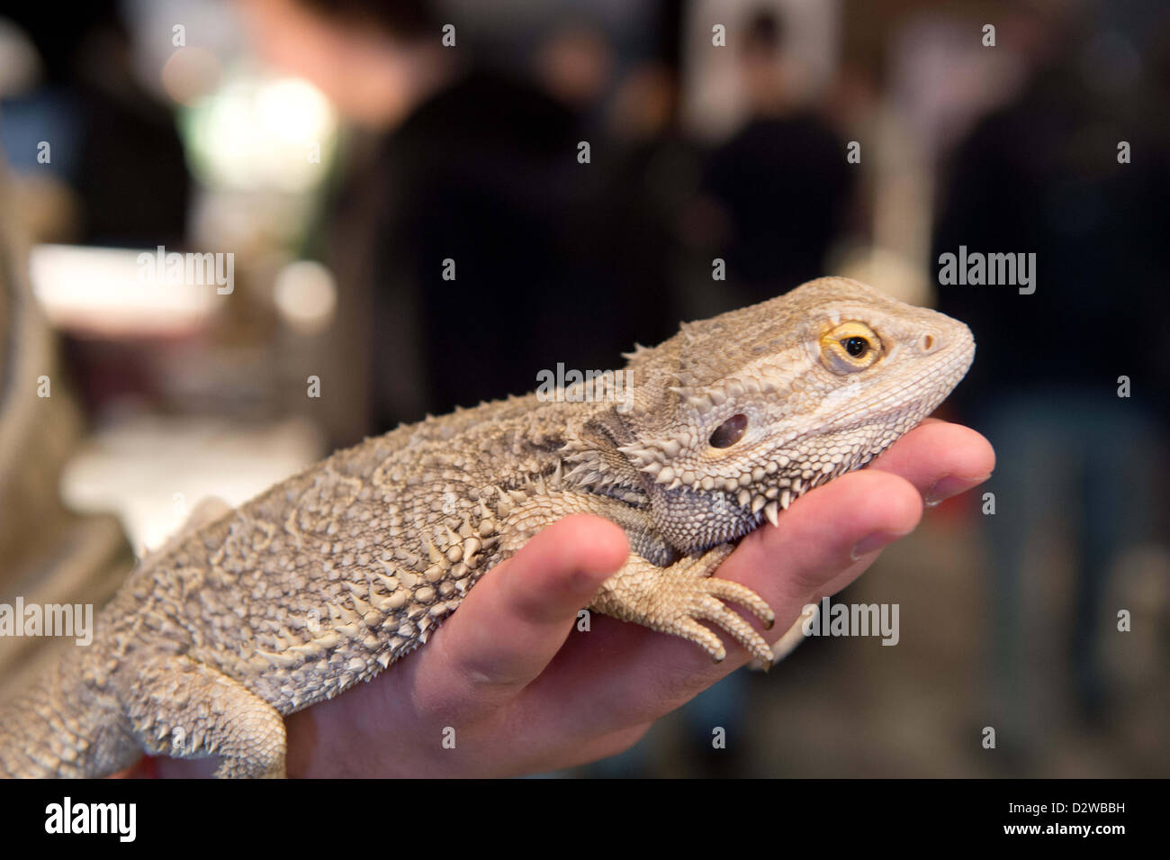 Pagona Hi res Stock Photography And Images Alamy
