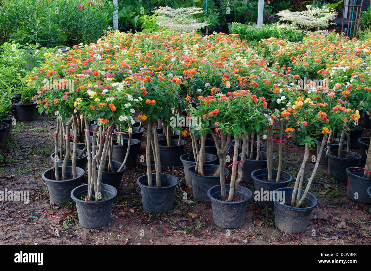 Lantana in flower pot for sale in flower market, thailand Stock Photo