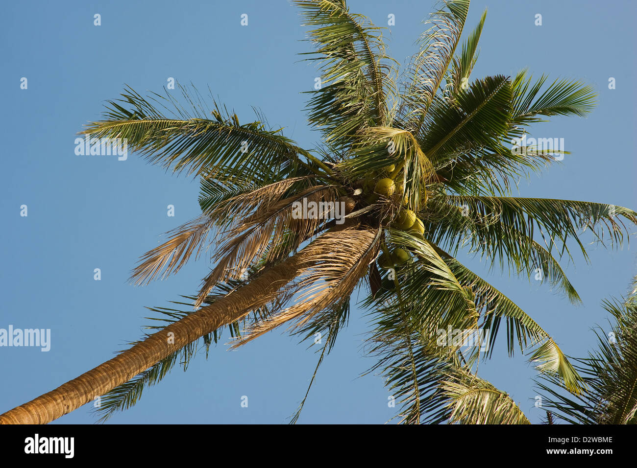 Kep, Cambodia, a coconut tree Stock Photo