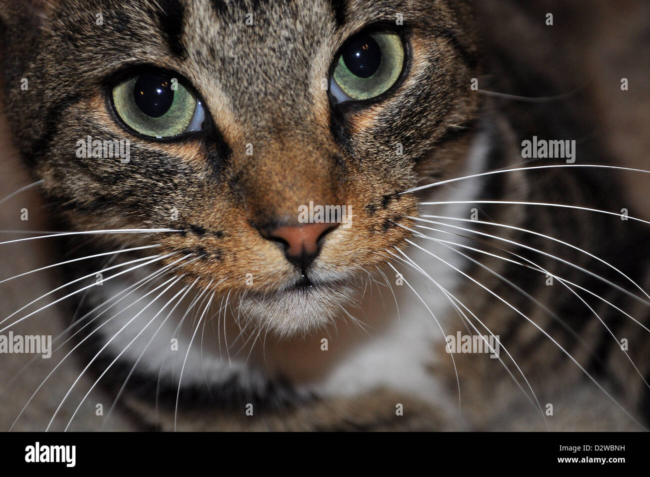 Tabby Cat Face with Big Green Eyes and Long White Whiskers Stock Photo