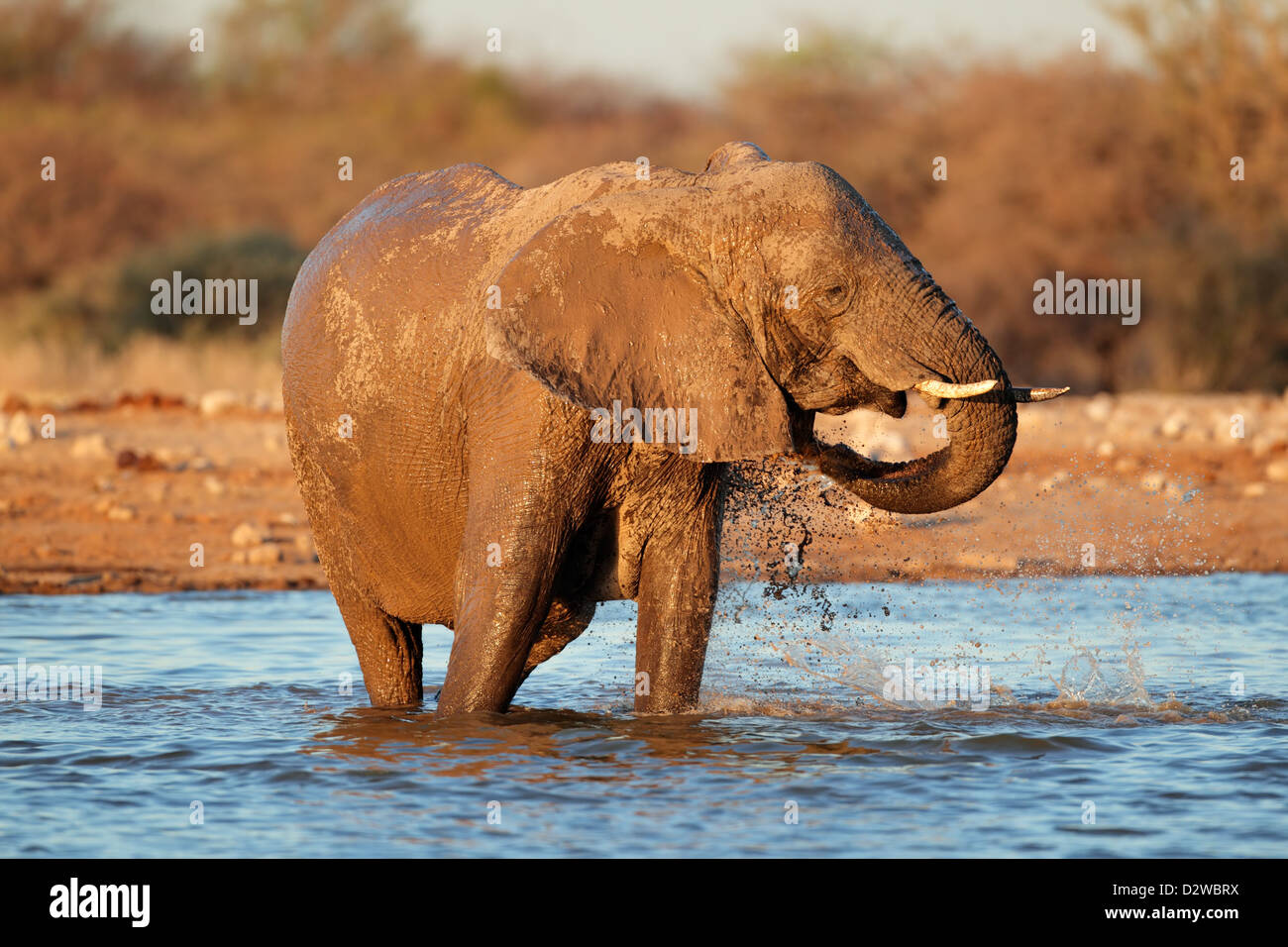 African elephant (Loxodonta africana) playing in water, Etosha National Park, Namibia Stock Photo