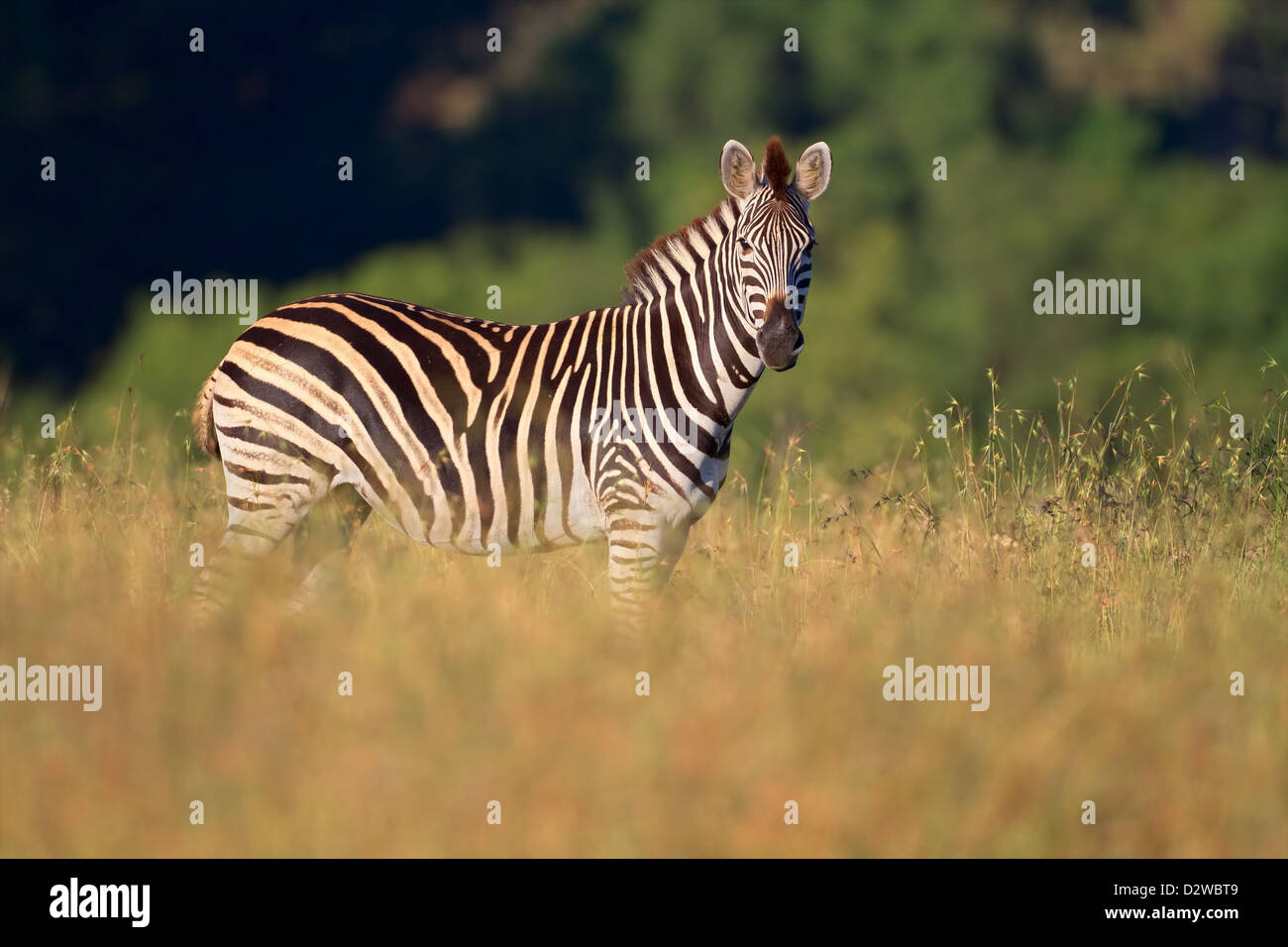 Plains (Burchells) Zebra (Equus burchelli), South Africa Stock Photo