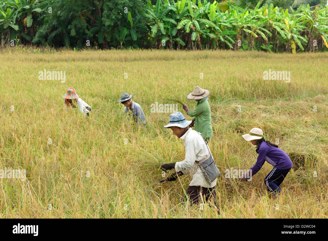 Farmer family harvesting rice in  Mae Sot, Thailand. Stock Photo