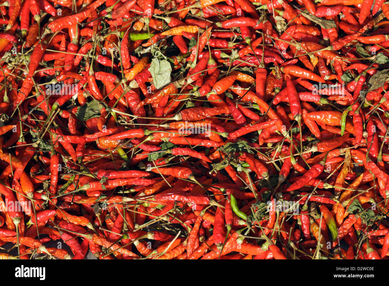 Background of hot chili pepper drying under sunlight Stock Photo