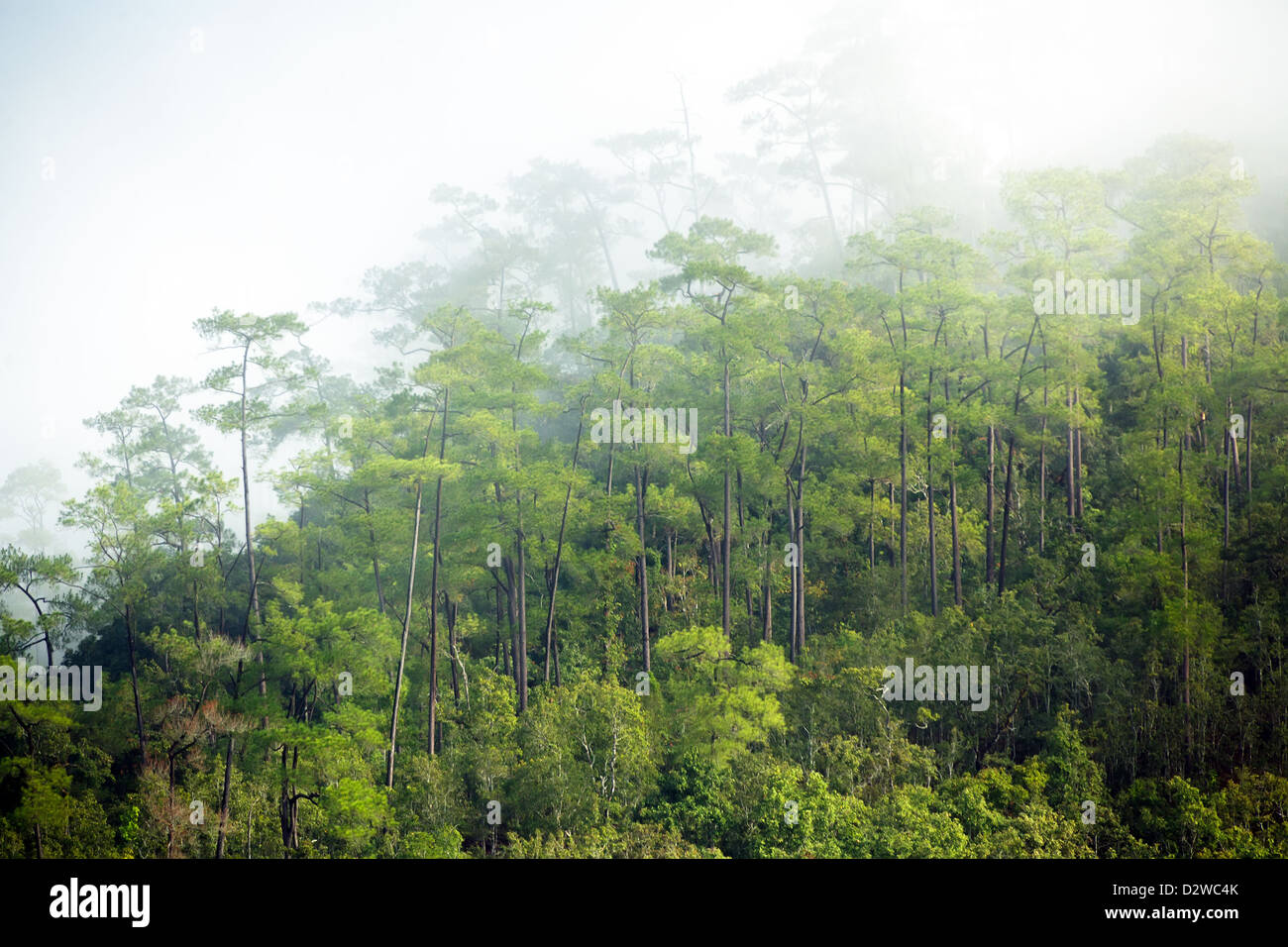 Pine tree forest hi-res stock photography and images - Alamy