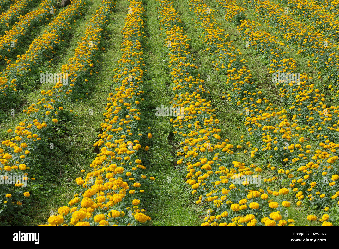 Marigold flower field culture in Umphang province, Thailand Stock Photo