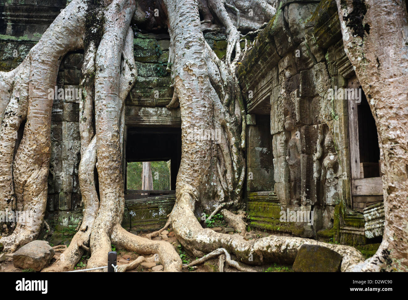 Tropical tree roots entangling Ta Prohm temple, Angkor, Cambodia Stock Photo