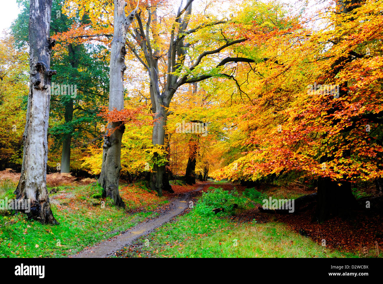Beech trees in Ashridge forest Stock Photo Alamy