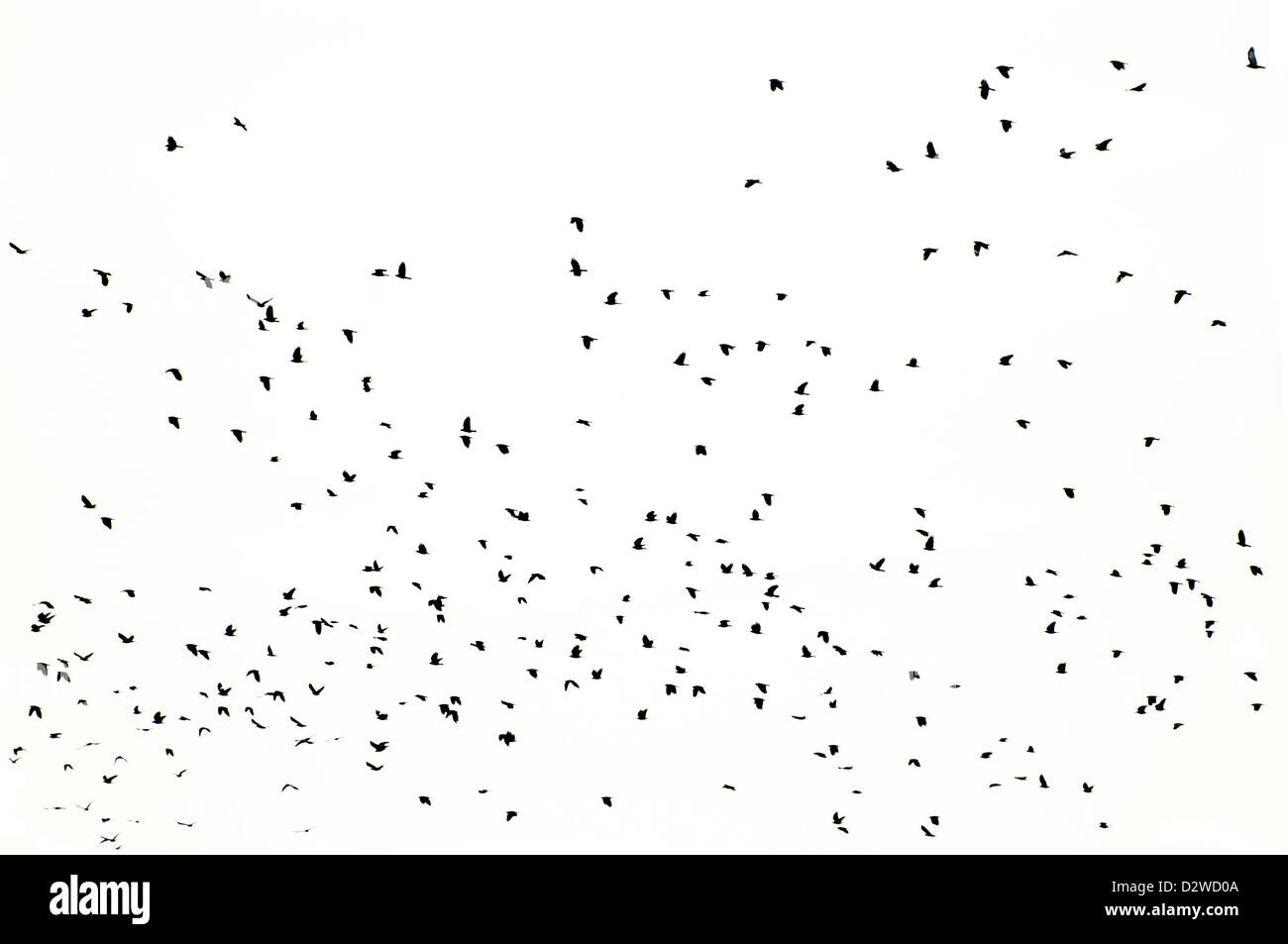 flock of crows flying, silhouettes isolated Stock Photo