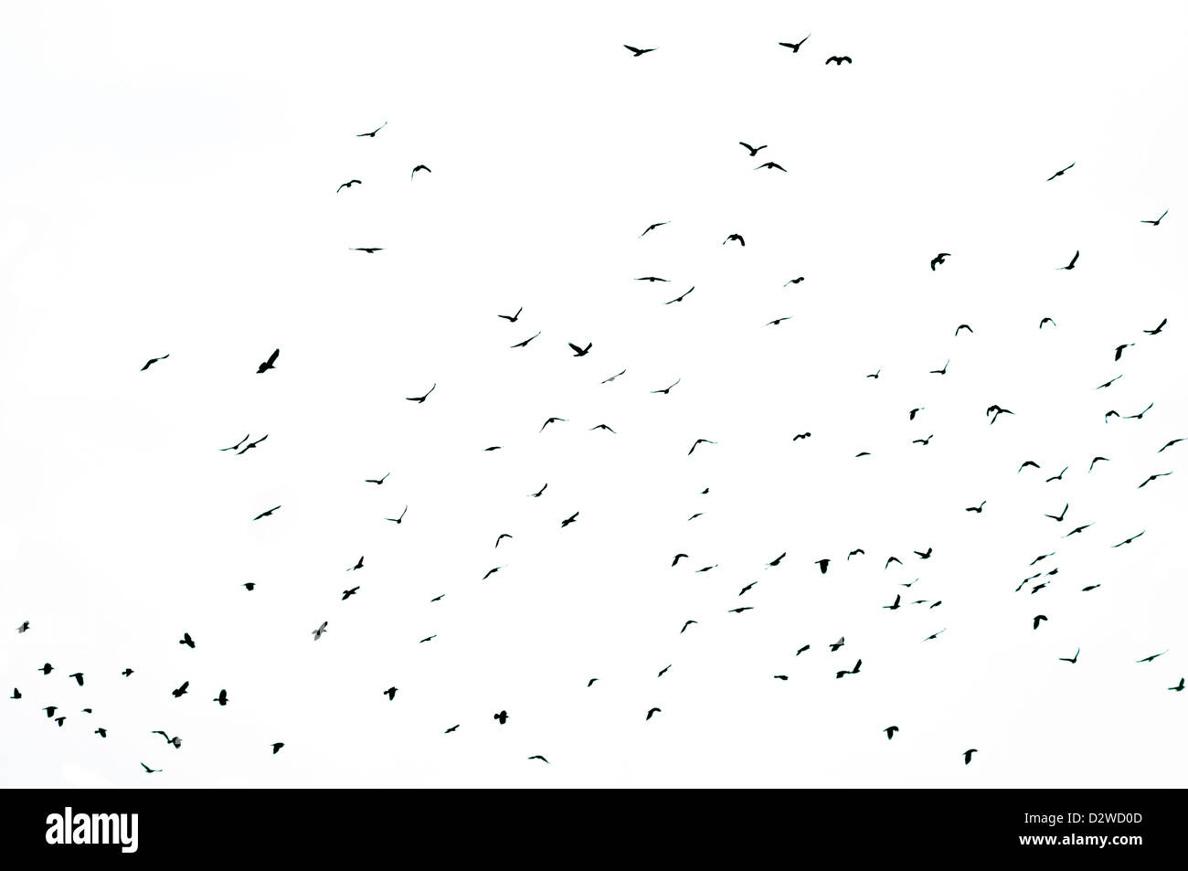 flock of crows flying, silhouettes isolated Stock Photo