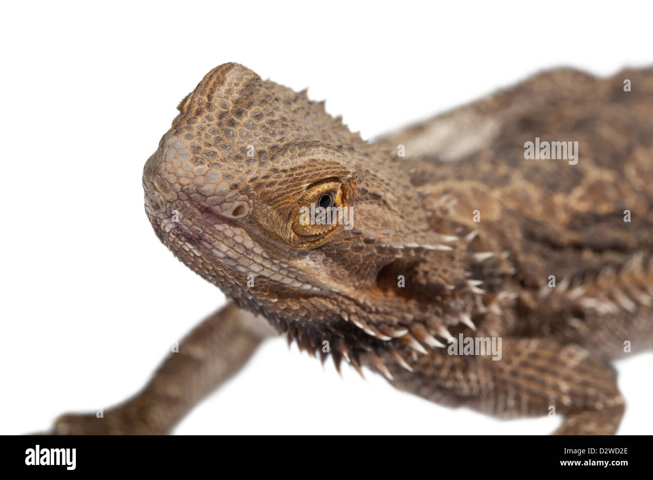 A cute bearded Dragon close up, looking at the camera. Stock Photo