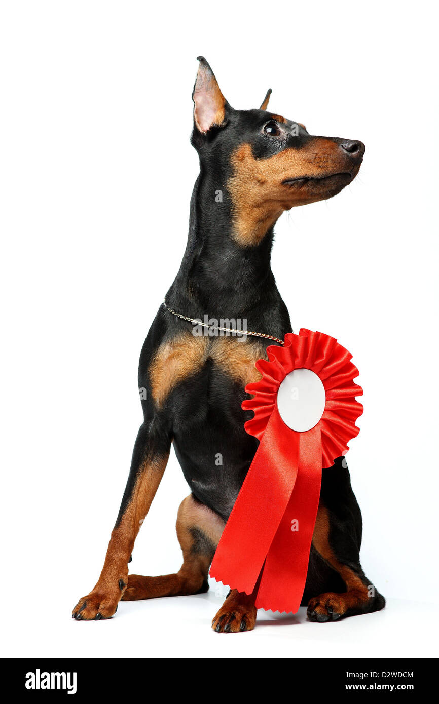 The Miniature Pinscher puppy, 6 months old Stock Photo - Alamy