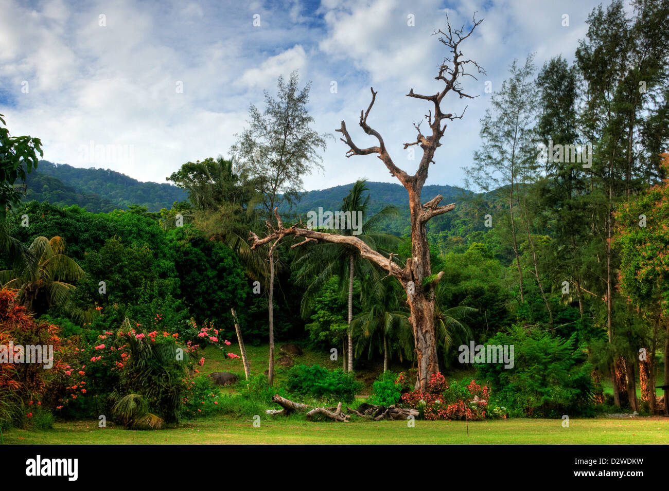 An old tree Stock Photo - Alamy