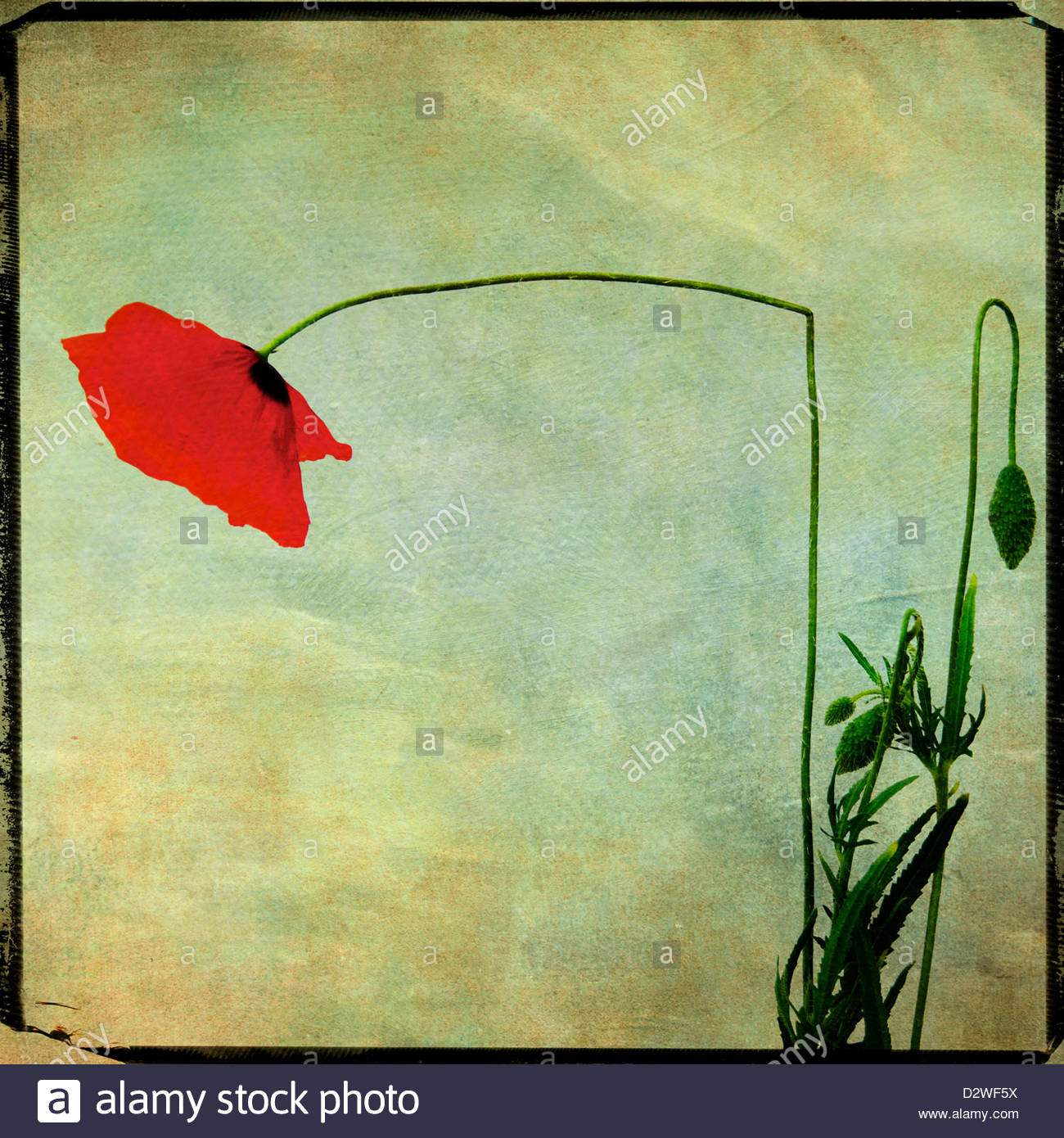 Dying Poppy Stock Photos & Dying Poppy Stock Images Alamy