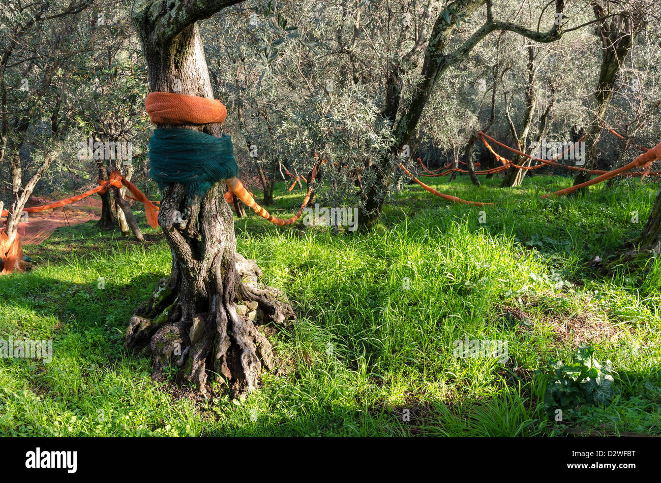 olive-trees-harvest-nets-in-hi-res-stock-photography-and-images-alamy
