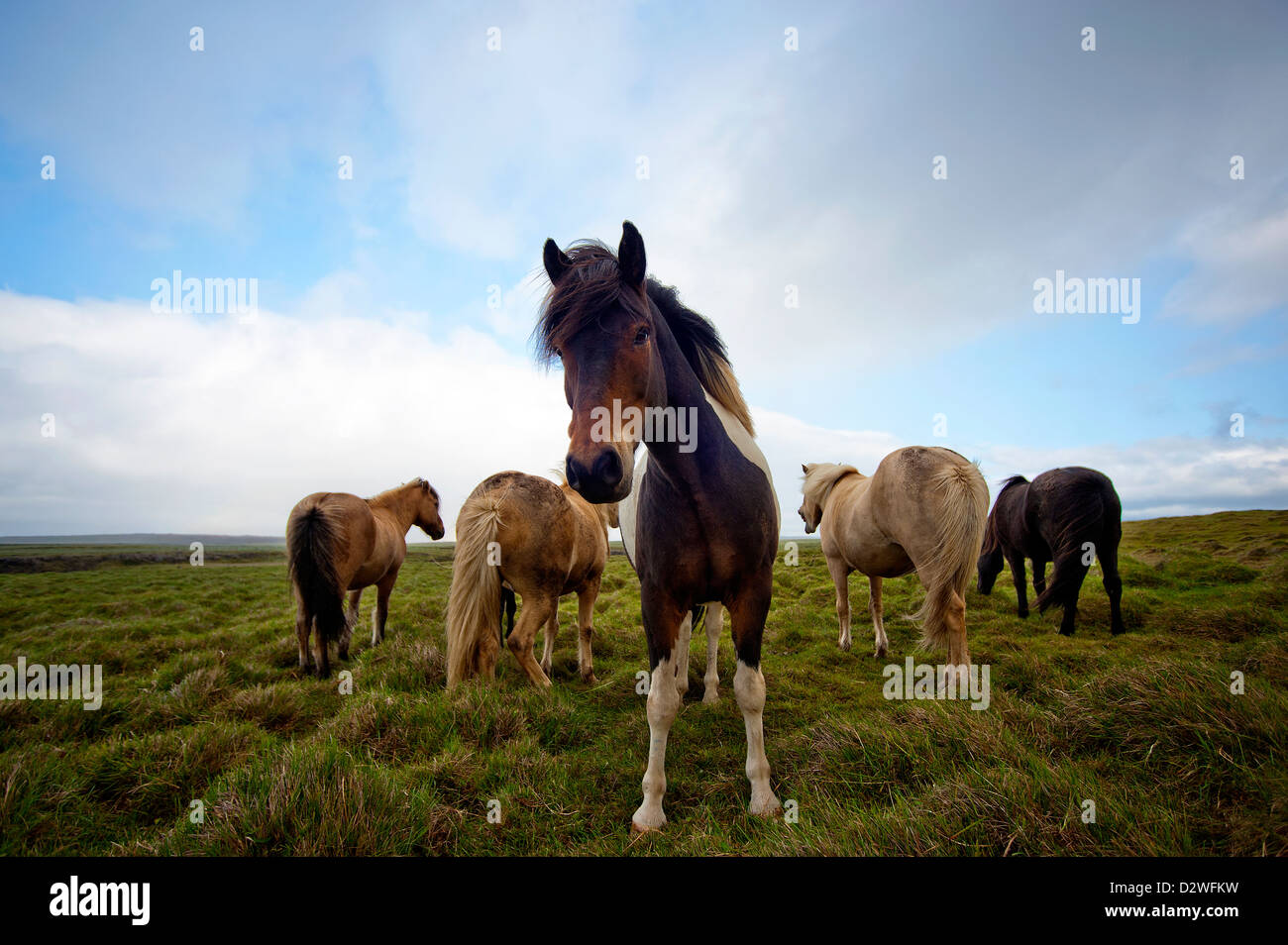 Horses, Iceland Stock Photo