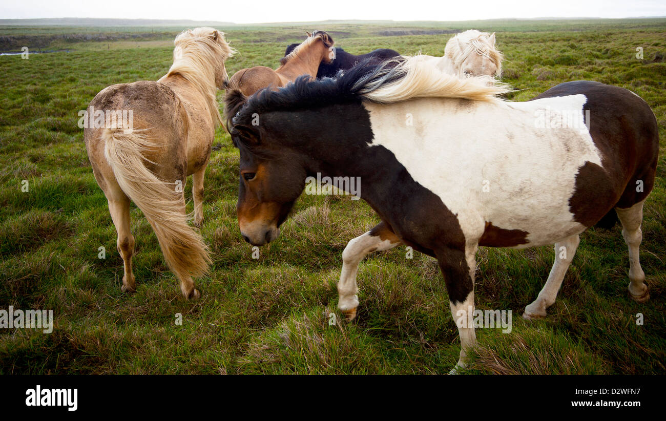 The wild horses iceland hi-res stock photography and images - Alamy