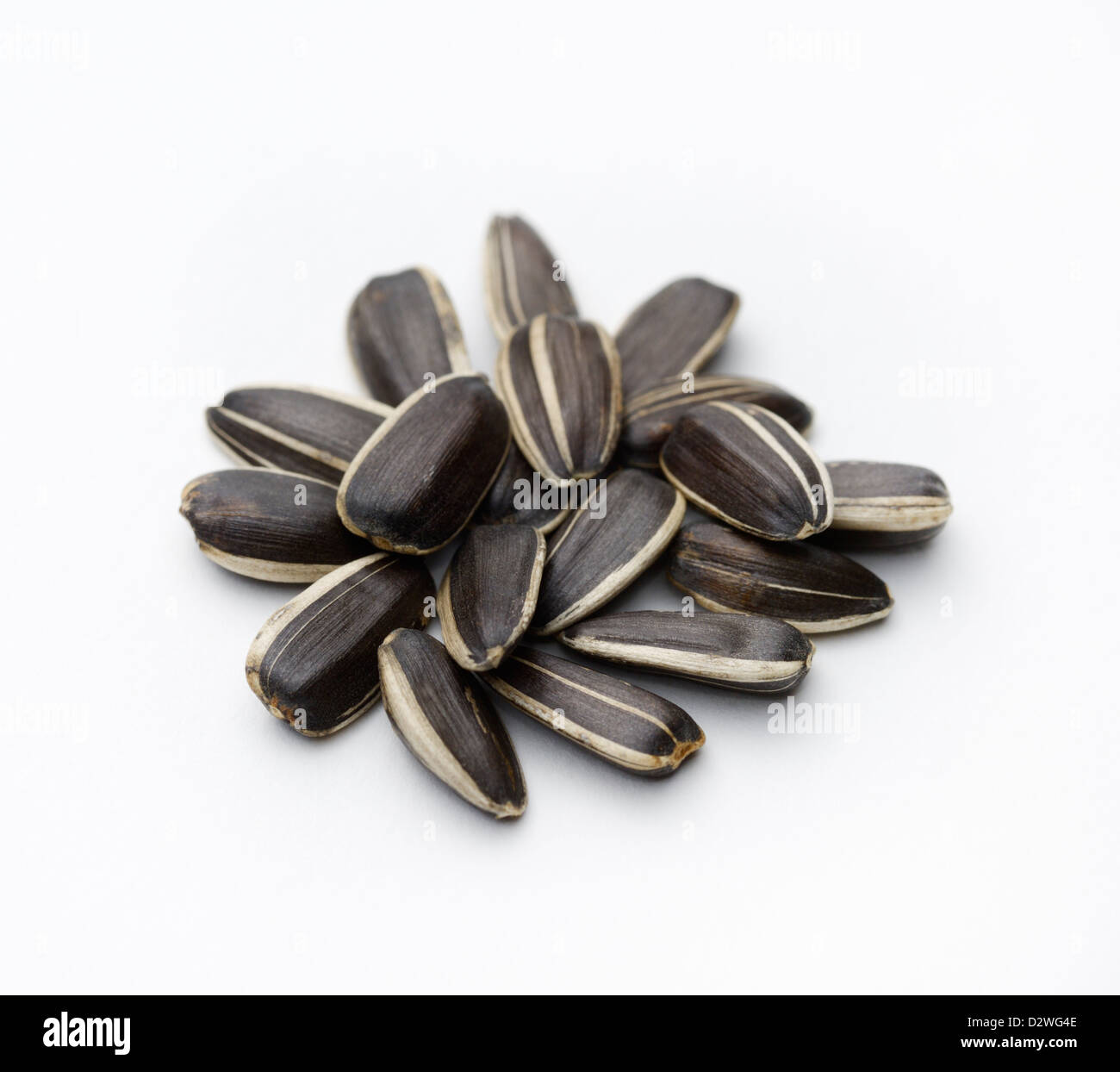 Sunflower, Helianthus annuus, seeds Stock Photo